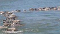 300 tortugas en peligro de extinción murieron en redes de atún en México