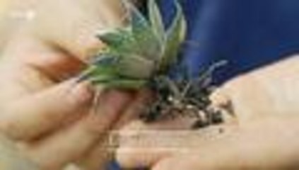 Video: ¿cómo sembrar y cuidar una planta para su oficina?, le enseñamos