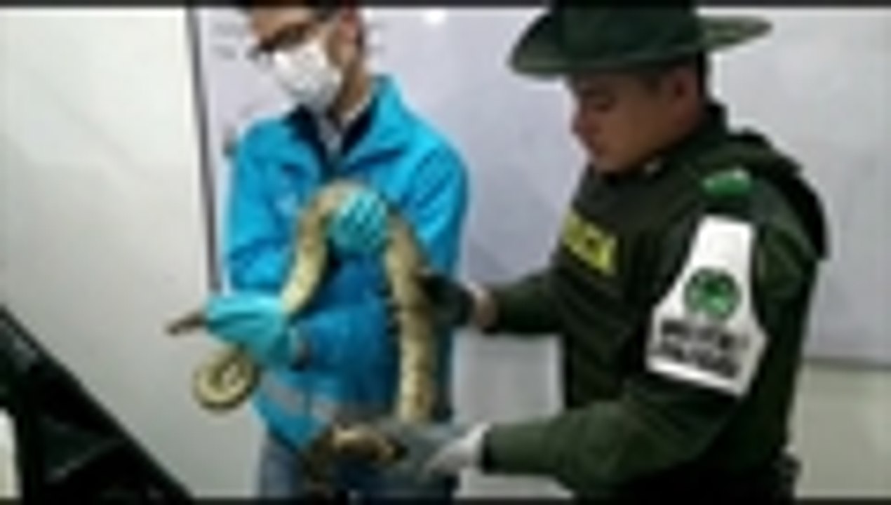 Video: una boa escondida en el motor de un bus sorprende a un conductor en Bogotá