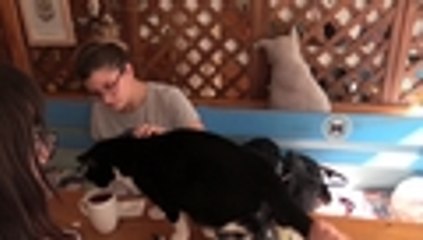 En video: tomarse un café escuchando el ronroneo de un gato es tendencia en París