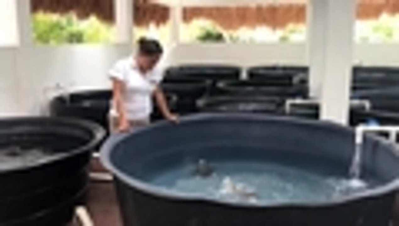 Centro para tortugas marinas en México lucha por conservar especies en peligro