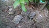 Más de 50 tortugas estrelladas vuelven a la India tras varios años de ser vendidas