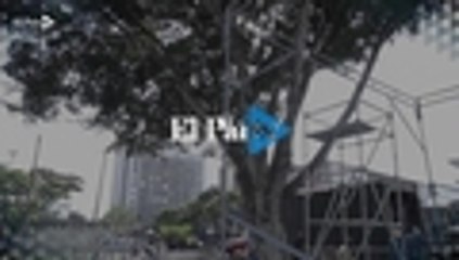 Video: el plan para cuidar árboles de la Autopista Sur en la Feria de Cali