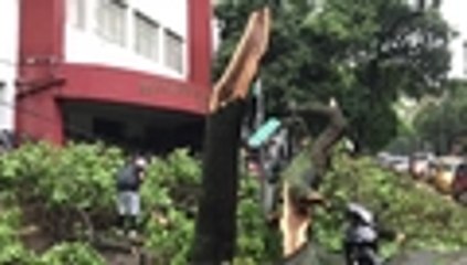 Caída de árboles por fuerte aguacero en Cali 4