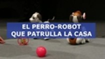 Video: conozca al robot Aibo, el perro 'policía' que Sony presentó en Tokio