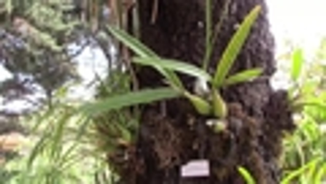 En video: la deforestación está acabando con las orquídeas en México