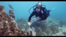 Video: peligrosa bacteria amenaza la vida de arrecifes coralinos en costa de Florida, EE. UU.