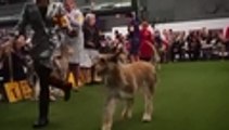 Pasarela de perros de raza se realiza en Nueva York