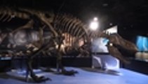 el Museo de Historia Natural de Nueva York 'resucitó' al temido dinosaurio T Rex