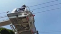 Rescatan a un gavilán atrapado en el cableado eléctrico de Cali