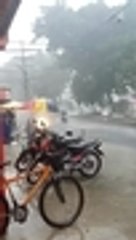 Caída de árboles por fuerte aguacero en Cali 5