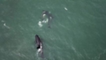 Rusia le dará fin a la mayor cárcel de ballenas y orcas del mundo, vea cómo