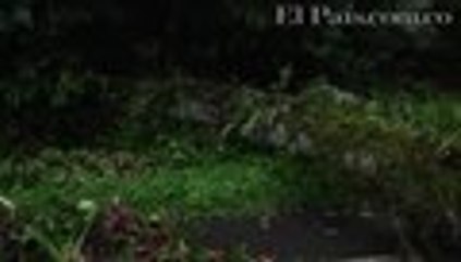 Video: aguacero derribó  árbol que afectó movilidad en la vía al mar