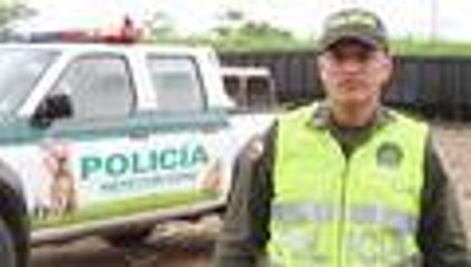 Caballos, las principales v√≠ctimas del maltrato animal en Cali