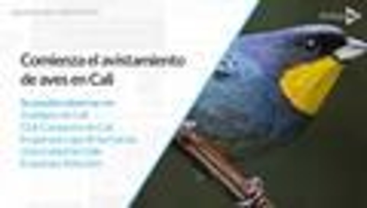 Primera feria internacional de aves, en la agenda de la semana en Cali