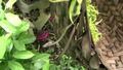 Descubra el secreto de los mejores perfumes del mundo