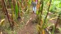 Video: minas antipersona, el fantasma que acecha en el campo de Samaniego