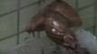 En video: Florida, EE.UU., lucha contra la invasión de los caracoles gigantes