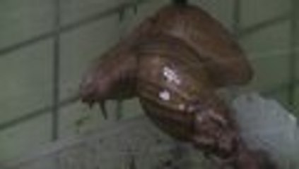 En video: Florida, EE.UU., lucha contra la invasión de los caracoles gigantes