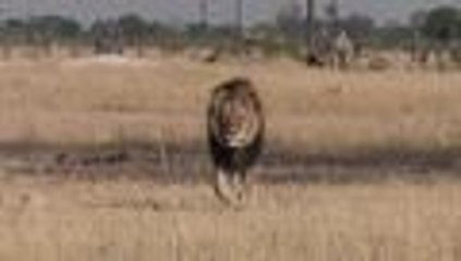 Zimbabue pide la extradicioÃÅn del cazador del leoÃÅn Cecil