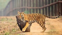 Tiger Vs Wild Boar - Power Of The Tiger The Strongest Big Cat - Leopard Jaguar Cheetah Lions Attacks
