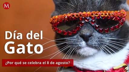 Día Internacional del Gato ¿Por qué se celebra el 8 de agosto?