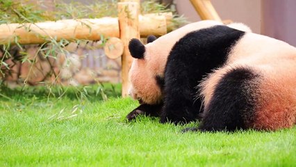 じゃれ合う親子パンダ　白浜アドベンチャーワールド
