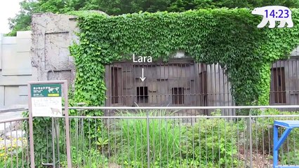 ホッキョクグマの隣で行われていた作業