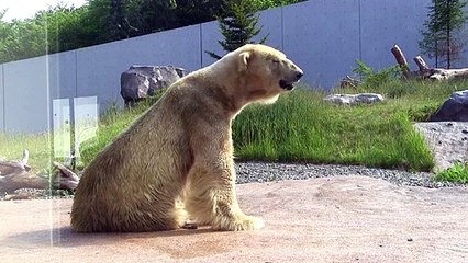 ホッキョクグマ デナリ_cut_part2