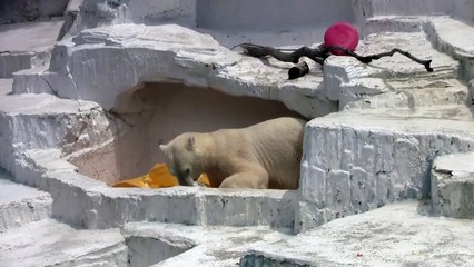 Tennoji zoo, Osaka, Japan