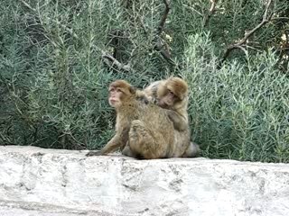 boujie (pic des singes)