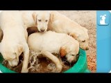 Puppy Love - Labrador Retrievers