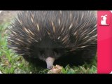 Bindi - Robert Irwin feature - Echidnas (Three foot and Co) - Growing Up Wild.