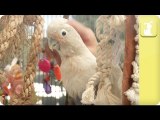 Dancing Parrot - My Pet Parrot