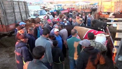 1.5 Tonluk Boğa "S-400" 17 Bin 250 TL’ye Satıldı