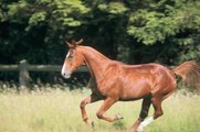 El origen de los caballos: Anglo-Árabe