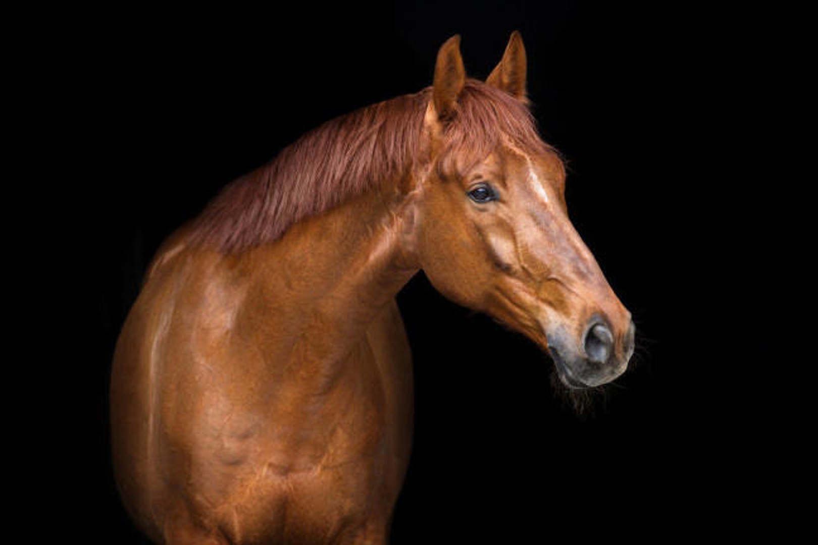 El origen del caballo de Silla Francés - Vídeo Dailymotion