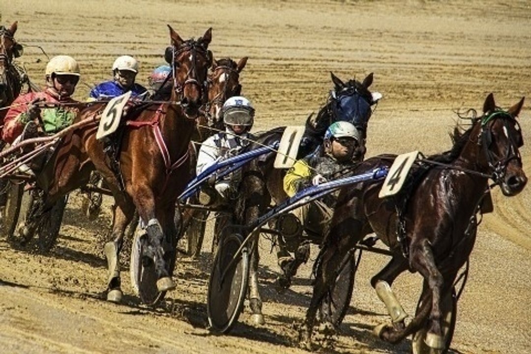 Caballos en silla de ruedas o en retroceso
