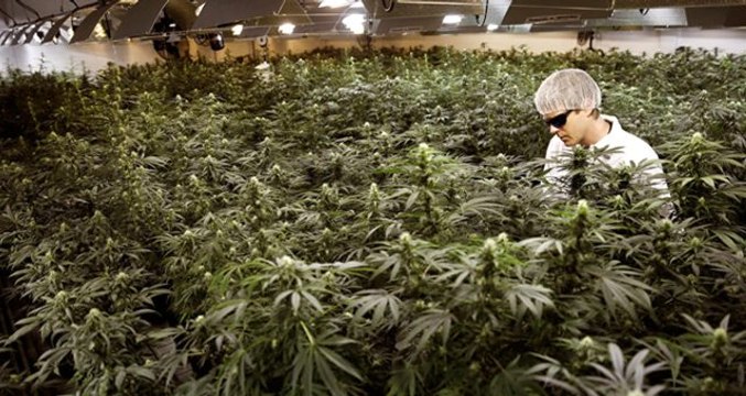 Lüksemburg, esrarı tamamen yasallaştıran ilk Avrupa ülkesi olacak