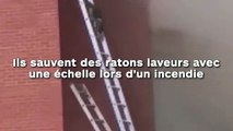 Ils sauvent des ratons laveurs avec une échelle lors d'un incendie !