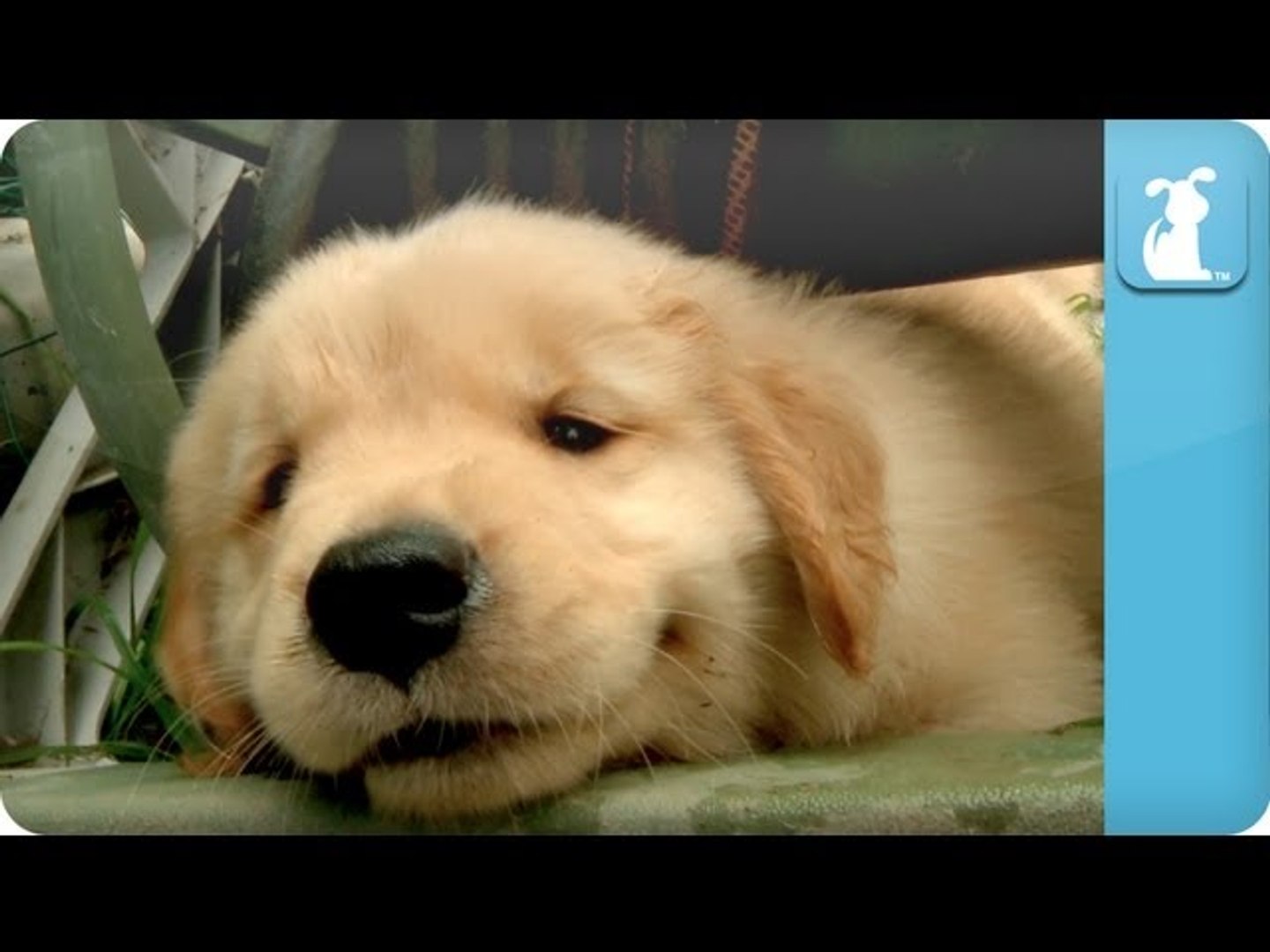 Puppy Love - Golden Retriever Puppies