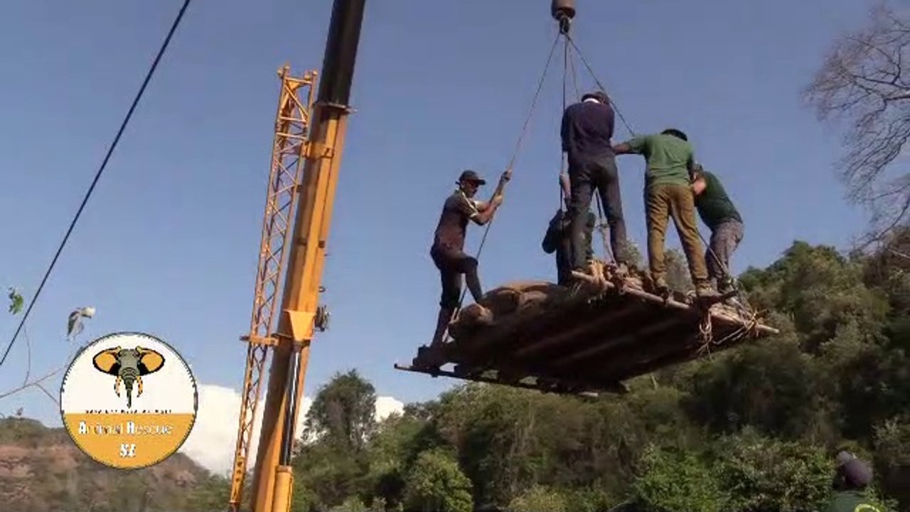 baby elephant hit by a lorry