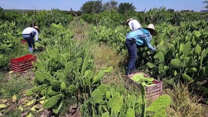 Could Mexico cactus solve world's plastics problem?