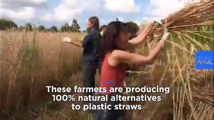 Watch: Farmers create natural straw intend to break plastic's back