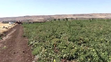 Kilisli çiftçiler, Suriye pazarında yerini almak istiyor