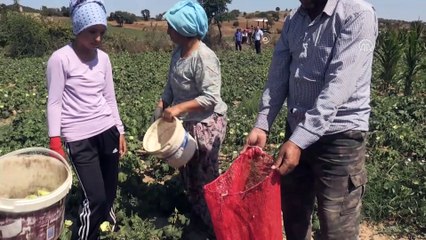 Şampiyon 'Balıkesir Bamyası'nda 2 bin 250 ton rekolte bekleniyor - BALIKESİR