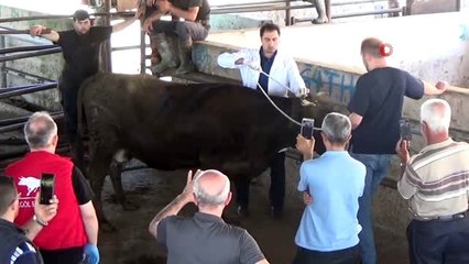 Kurbanlığı yere yatırmanın kolay yolunu öğrendiler