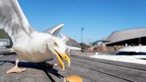 باحثون يكشفون عن طريقة غريبة لمنع طيور النورس من سرقة الطعام