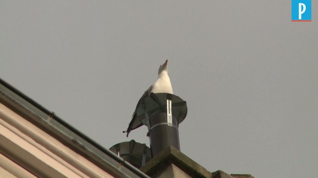 A Paris, les cris stridents des goélands font grincer des dents