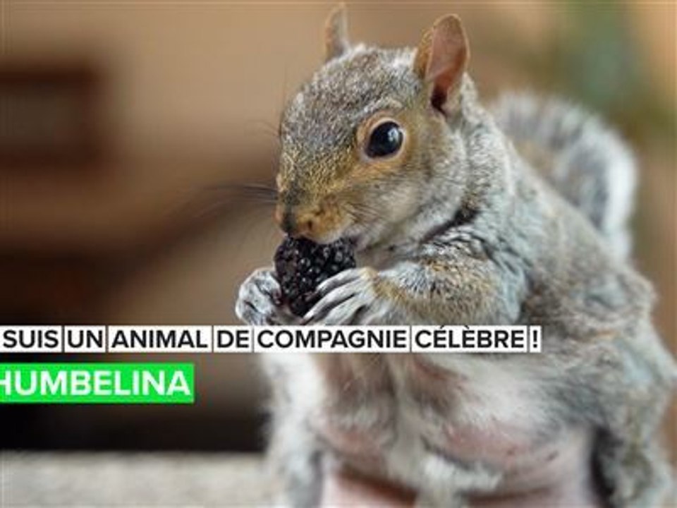 Je suis un animal domestique célèbre : little_thumbelina